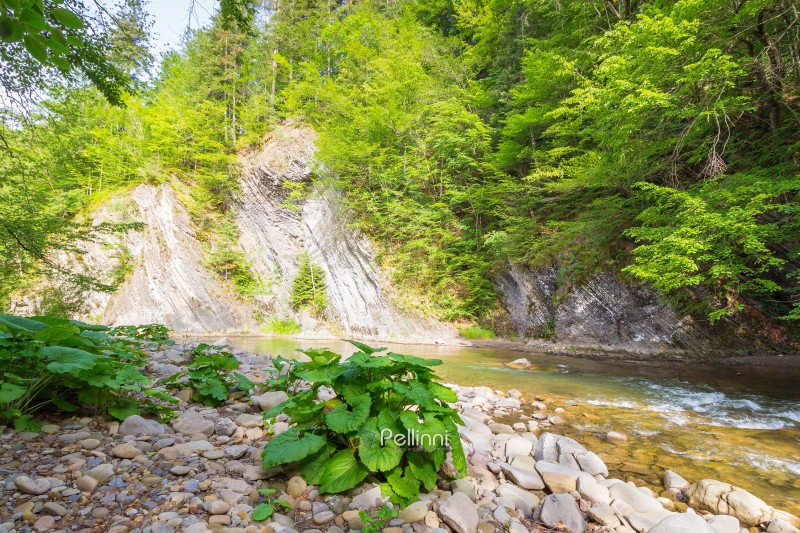 mountain river with stones on the shore. tranquil stream in the valley. scenic landscape with forest on the rocky mountain slope. nature scenery on a sunny summer day. beautiful view