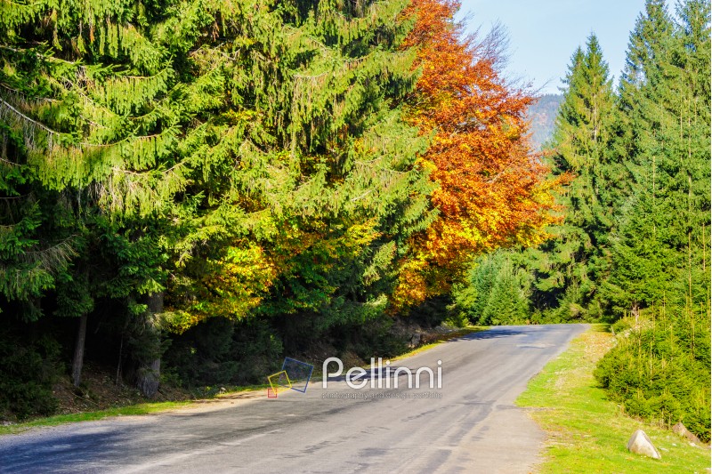 Empty asphalt road  near the coniferous forest in autumn
