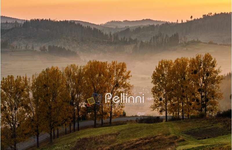 mountain rural area in autumn season. agricultural field in fog on a hill near the forest with red foliage. beautiful and vivid landscape.