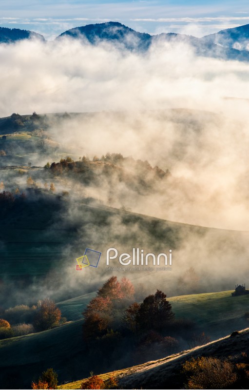 mountain rural area in autumn season. agricultural field in fog on a hill. beautiful and vivid countryside landscape.