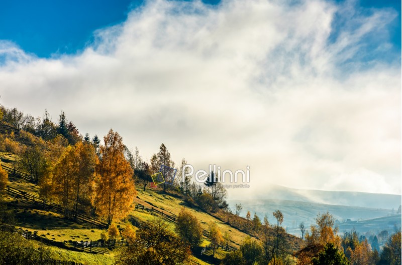 mountain rural area in autumn season. agricultural field in fog on a hill. beautiful and vivid countryside landscape.