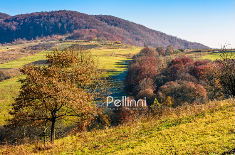 mountain rural area in late autumn season. agricultural field on a hill near the forest with red foliage. beautiful and vivid countryside landscape.