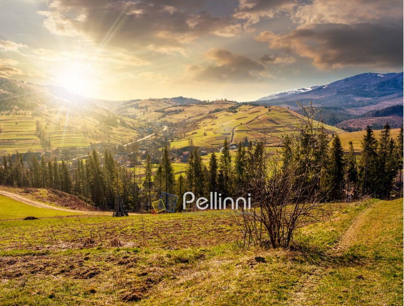 mountain rural area in springtime season. agricultural field on a hill near the spruce forest and village. beautiful and vivid landscape with snowy peaks in the distance at sunset