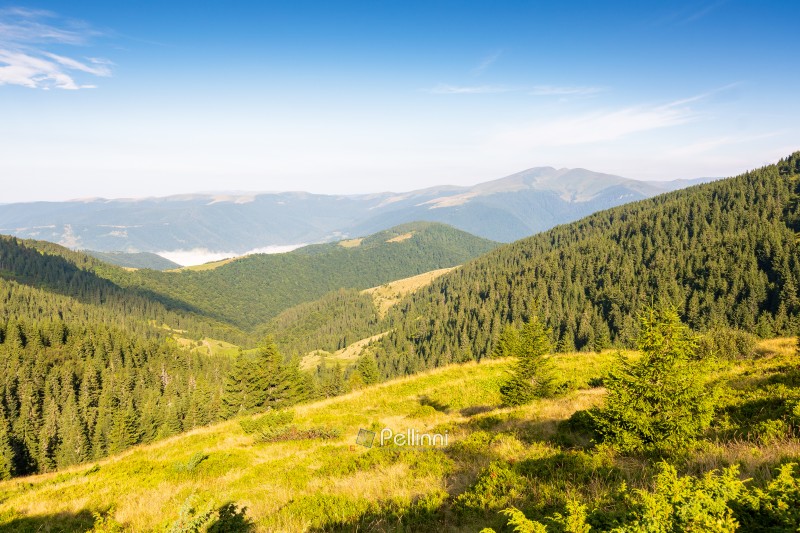 mountain summer landscape. wonderful carpathian woods. fir trees near the grassy meadow with forest on hillside under blue sky with clouds. natural environment in morning light. travel destination