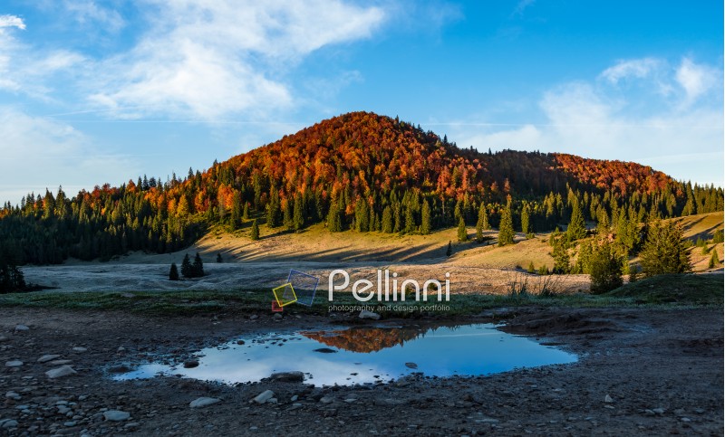 mountain with autumn forest reflecting in a puddle. lovely morning landscape