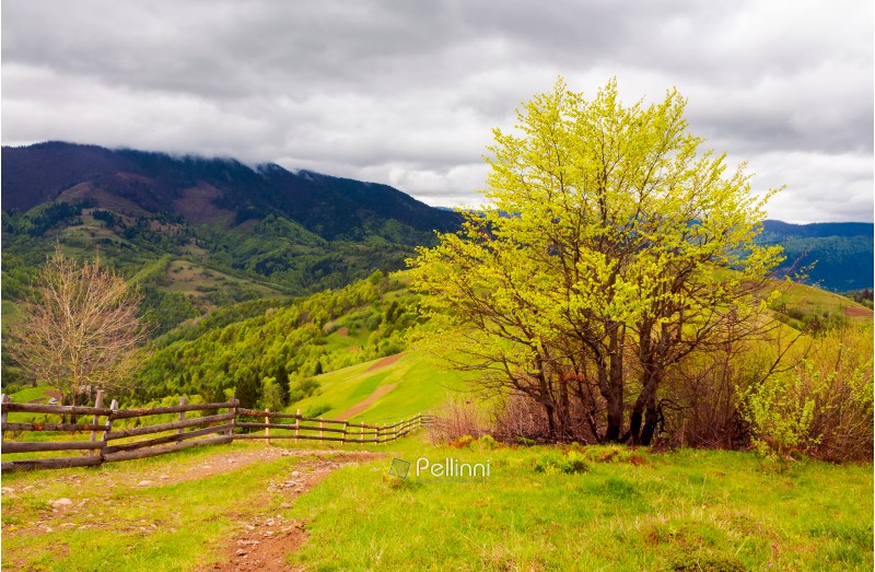mountainous countryside in springtime. fence down the hill along the country road. tree on the grassy hill. distant mountains under the overcast sky