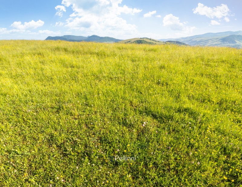 mountainous countryside landscape in summer. rural pasture. grassy meadow on top of a hill. distant mountain ridge in morning light. sunny weather with clouds on the blue sky. alps of ukraine
