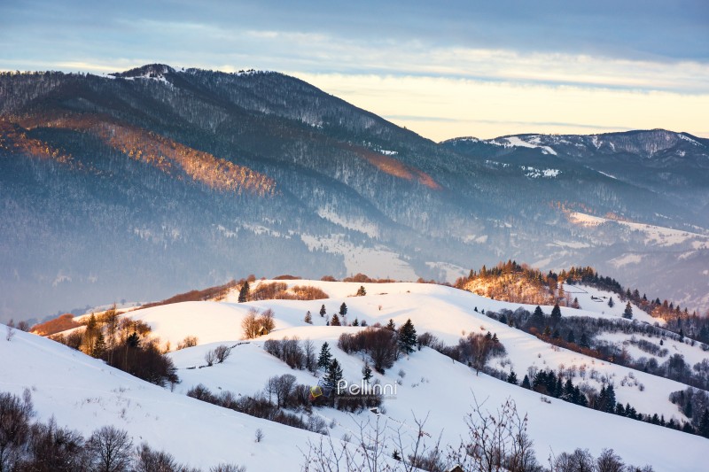 mountainous countryside landscape in winter at dawn. scenic view. snow covered slopes and forested hillsides of transcarpathia, ukraine. cold season