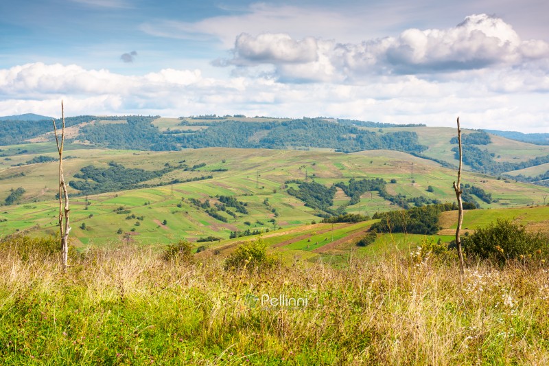 mountainous countryside landscape on early autumn forenoon. volovets district of transcarpathia, ukraine. sunny day with clouds on the sky. wooden poles