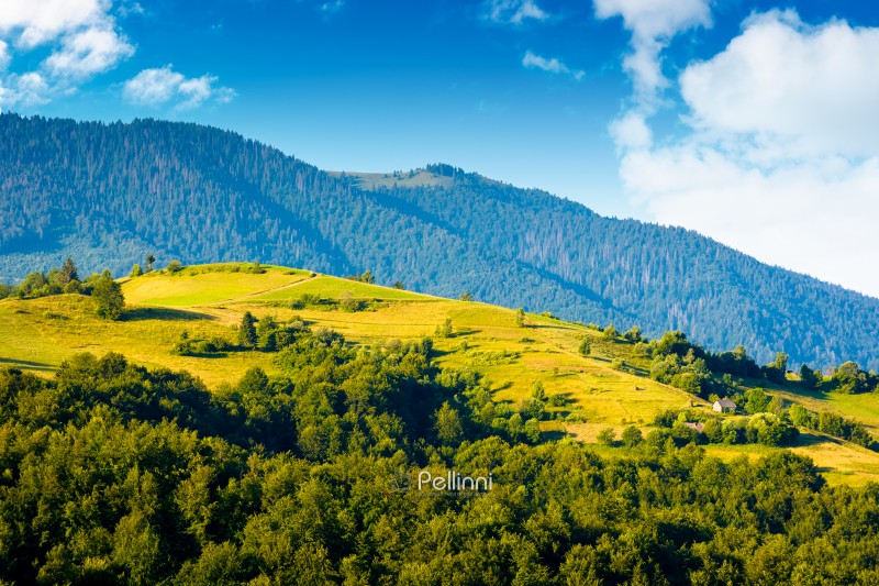 mountainous countryside landscape with rolling hills on summer m mountainous countryside landscape with rolling hills on summer morning. rural area of mizhhirya district. beautiful view of place with green grassy pastures in carpathian mountains of ukraine