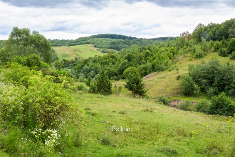 mountainous countryside of ukraine in summer. cloudy afternoon. landscape with green pasture and forest on the hill. rural scenery in the outskirts of svalyava district