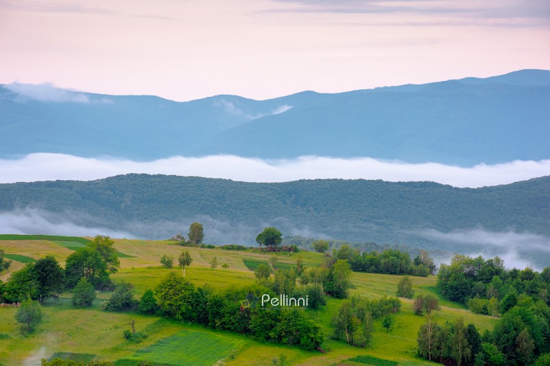 mountainous rural area of transcarpathia during springtime. remote mountain landscape with forested rolling hills. foggy morning in wonderful place of alpine countryside wallpaper
