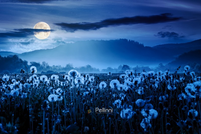 mountainous rural landscape with dandelion meadow in spring at night. backlit foggy scenery in the green valley of perechyn district in full moon light