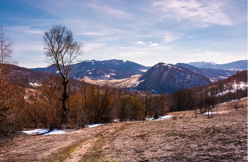 mountainous scenery of Uzhansky National Park. leafless forest on hills with weathered grass and some snow in springtime