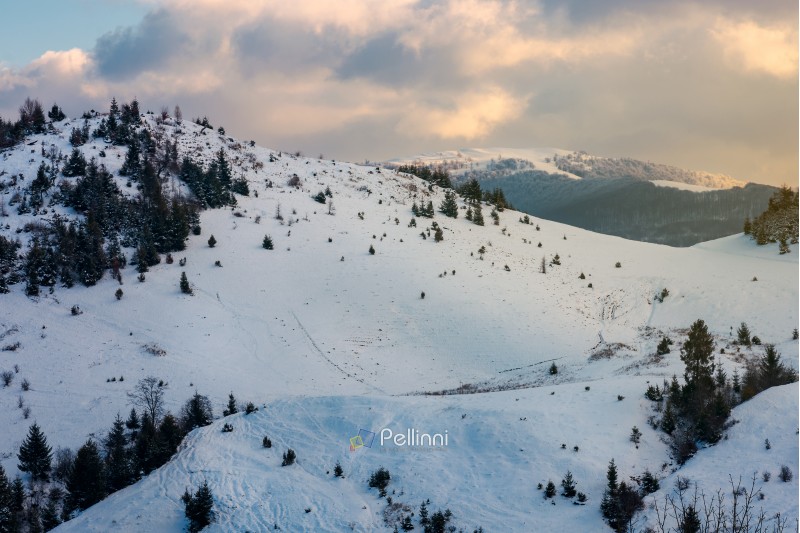 mountainous winter scenery at dawn. forested hills and distant alpine meadow in snow under the cloudy sky