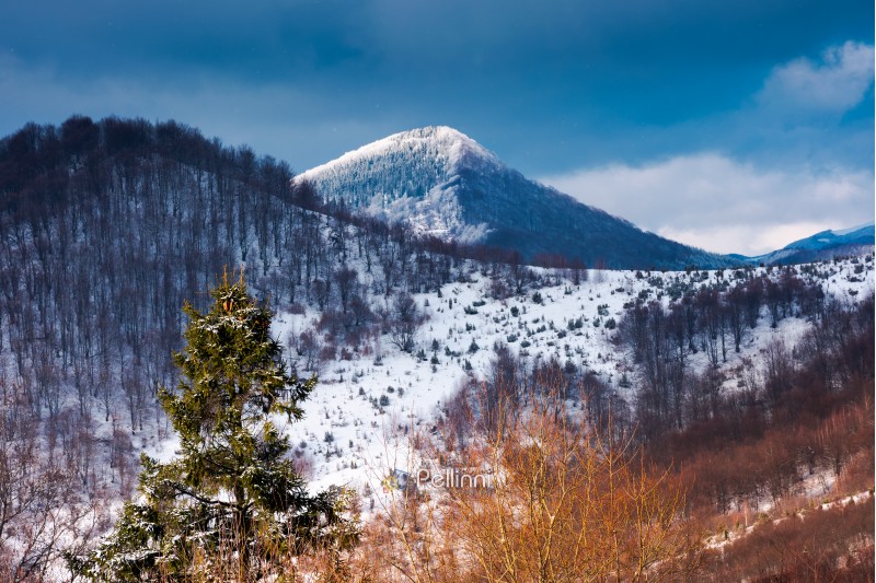 mountains of  Uzhanian National Nature Park in winter. picturesque nature scenery