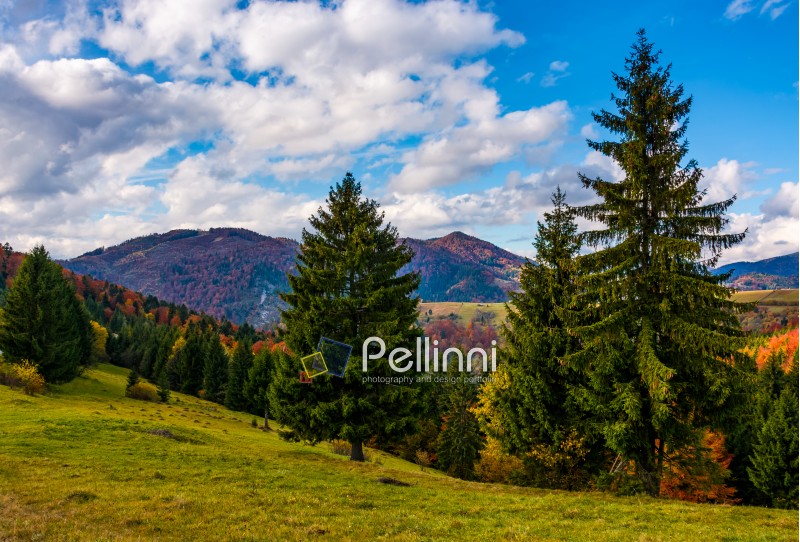 mountains with colorful foliage forest few spruce trees in front on the meadow. great autumnal landscape in fine weather and clouds on blue sky