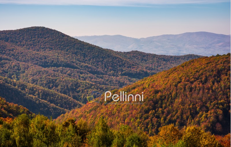 mountains with forest in red foliage. lovely nature scenery in Carpathian Mountains