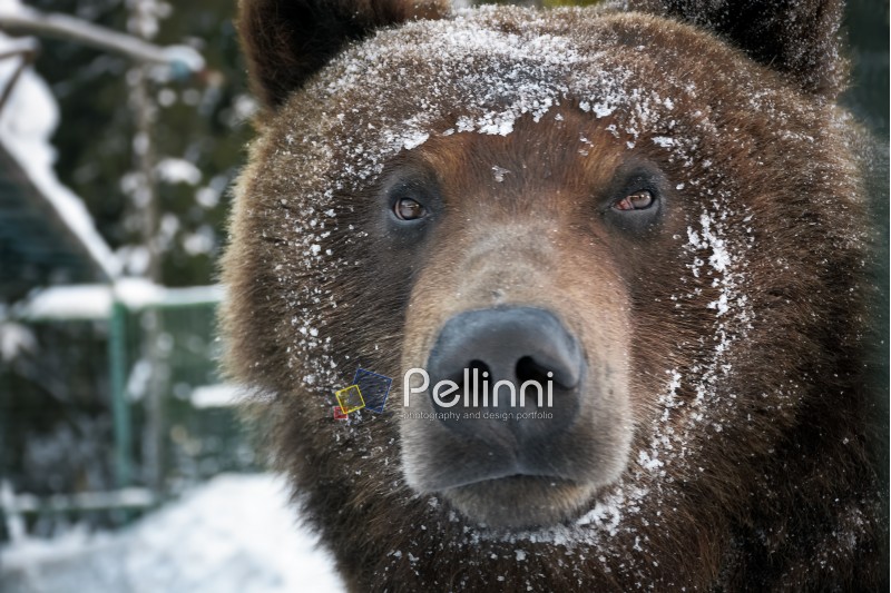 muzzle of a brown bear in snow. curious animal look. focus on eyes