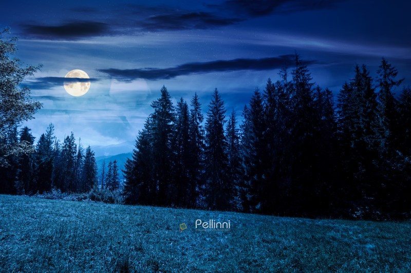 mysterious landscape with coniferous forest in summer at night. fantasy view of mountain landscape in poland. full moon over scenic spruce trees on a grassy alpine meadow. dark sky above the ridge
