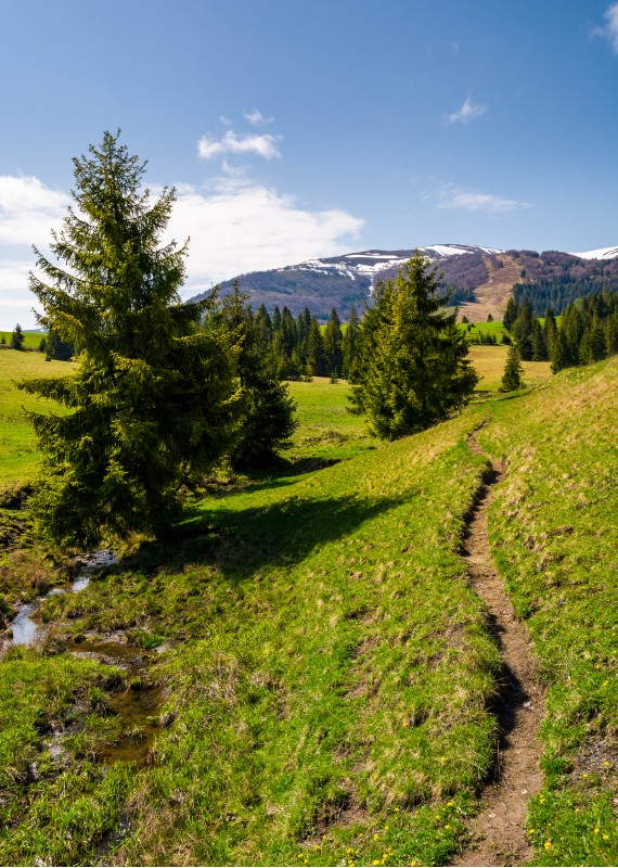 narrow footpath along the forested hills. beautiful landscape of Carpathian mountains in springtime. small brook flows among the spruce trees in parallel to the path
