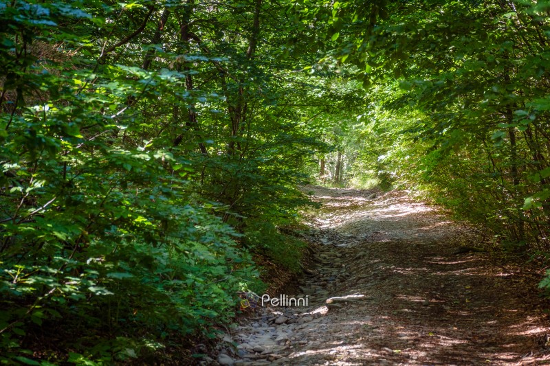 narrow forest road in dappled light. summer landscape with trail surrounded by tall trees. gravel path through dense beech woodland. nature background for exploration or escape concept