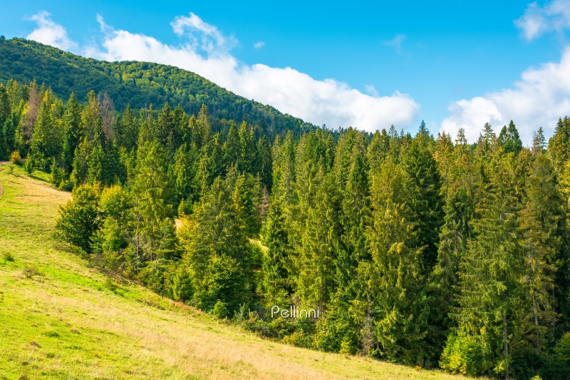 nature scenery with coniferous forest in mountain. carpathian la nature scenery with coniferous forest in mountain. carpathian landscape with spruce woodland on the hill. ukraine nature background in early autumn