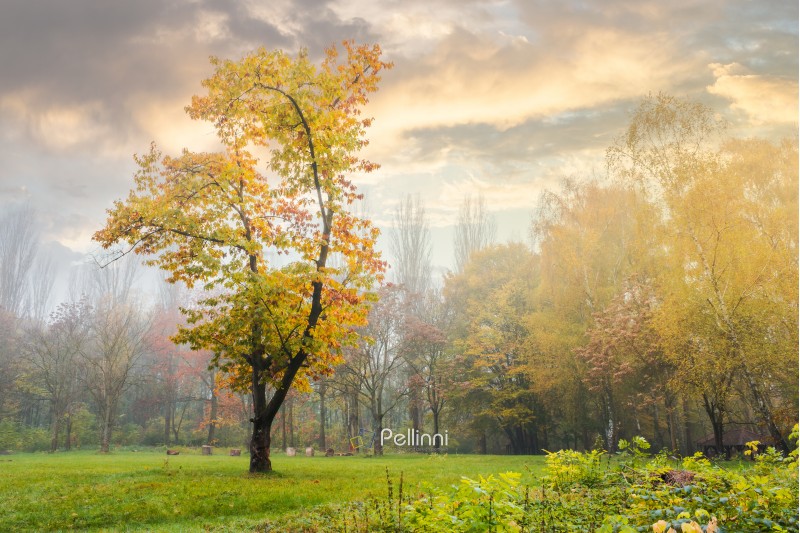 oak tree in yellow foliage on the grassy meadow. mysterious autumn scenery in the foggy park