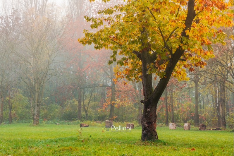 oak tree in yellow foliage on the grassy meadow. lovely autumn nature scenery in the foggy city park