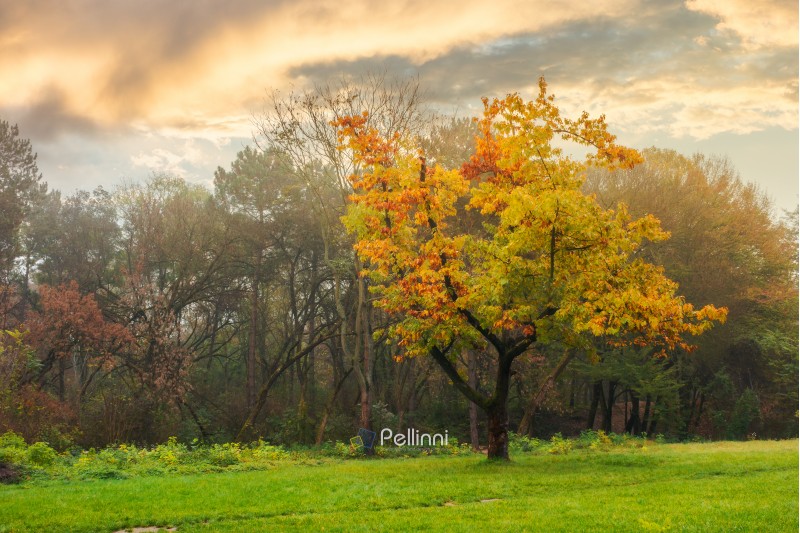 oak tree in yellow foliage on the grassy meadow. autumn nature scenery in the city park