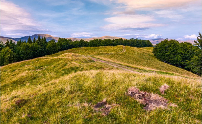 off road trail through grassy hills of Carpathians with beech forests. beautiful landscape of Svydovets mountain ridge under the gorgeous cloudscape in evening.
