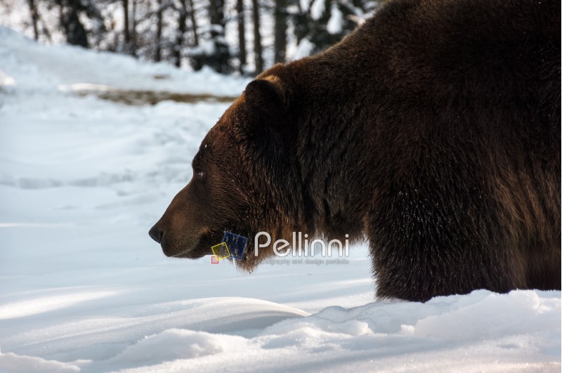 old brown bear hunting in winter forest. animal searching for food