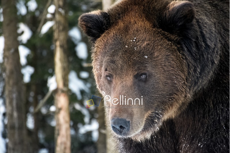 old brown bear staring somewhere. curious animal look. focus on eyes