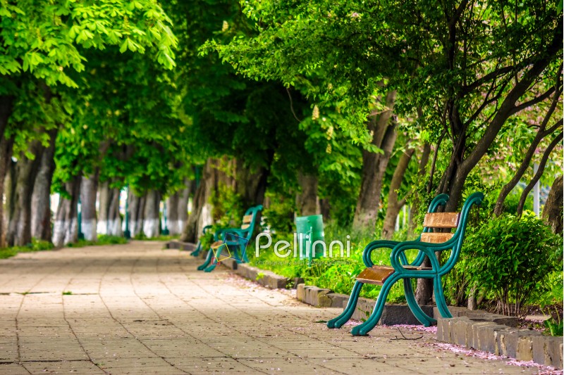 area of the old city park with  bench under the chestnut tree