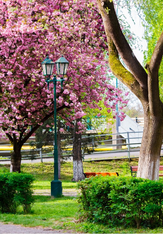 old lantern in the sakura park. lovely urban scenery in springtime