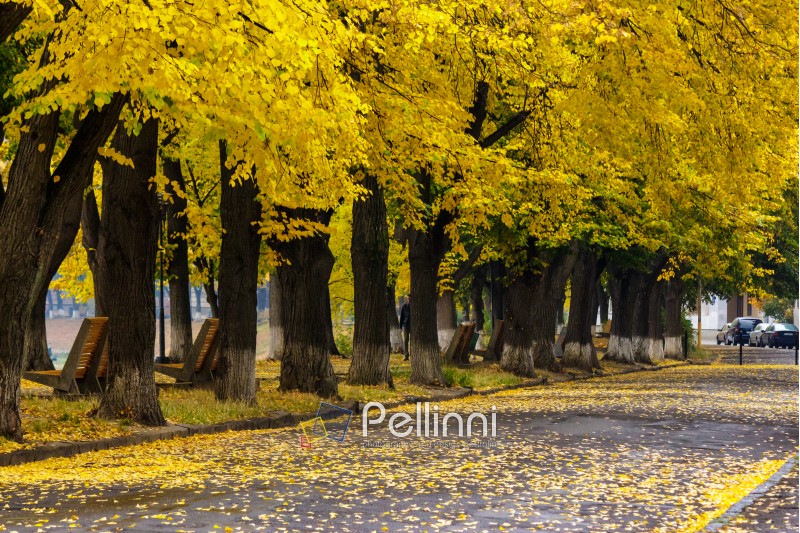 old trees stand in a row in uzhgorod city park in earli autumn