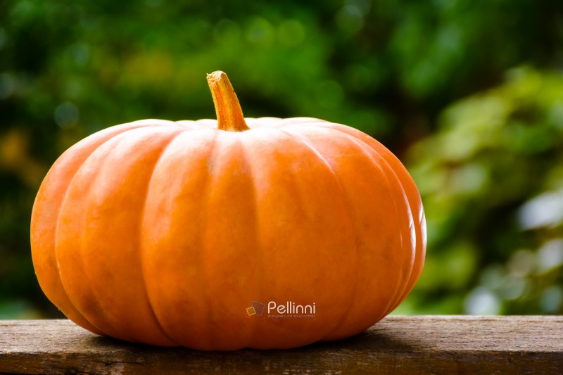 orange pumpkin on a wooden table. beautiful background with copy orange pumpkin on a wooden table. beautiful background with copy space for thanksgivig or halloween concept. rural garden in autumn. rustic still life composition outdoors