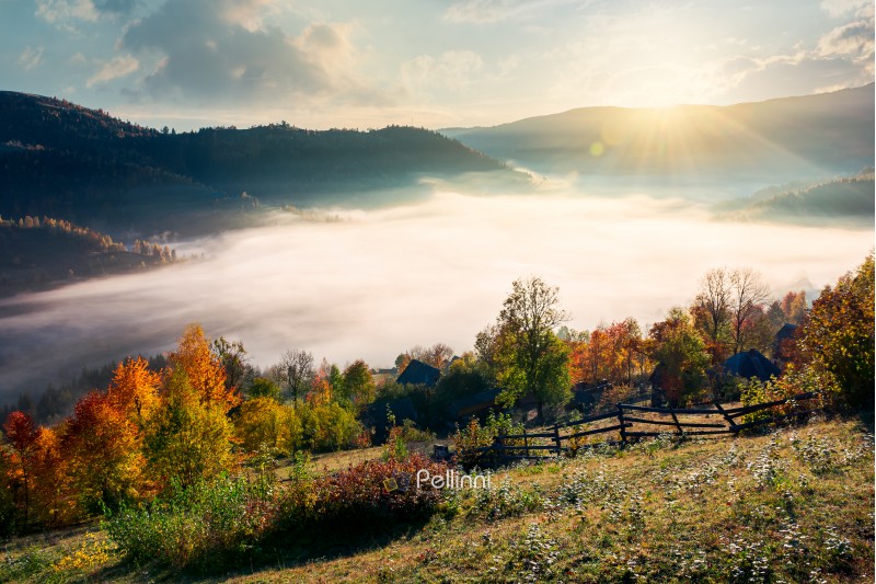 beautiful sunrise in mountain. orchard near the village on hill side. trees in fall foliage. thick fog rise above the valley
