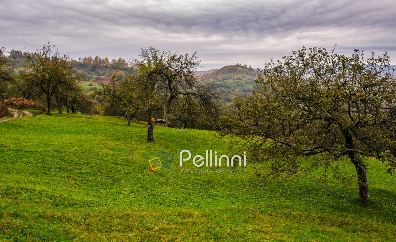 apple orchard on a grassy hillside. agricultural area in mountains. autumn landscape on an overcast day
