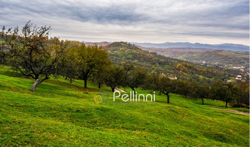 apple orchard on a grassy hillside. agricultural area in mountains. autumn landscape on an overcast day