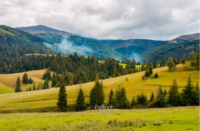 overcast autumn day in mountains. grassy rolling hills with spruce trees. beautiful countryside landscape