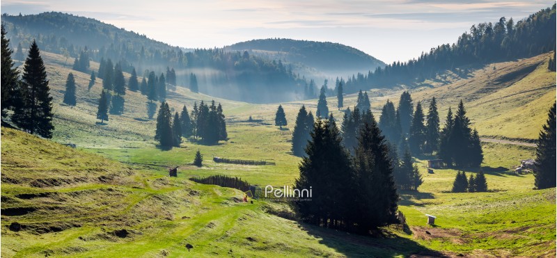 panorama of Balileasa valley of Apuseni mountains. gorgeous autumn sunrise with glowing fog among the spruce forest. Bihor mountain in the distance. beautiful travel destination of Romania