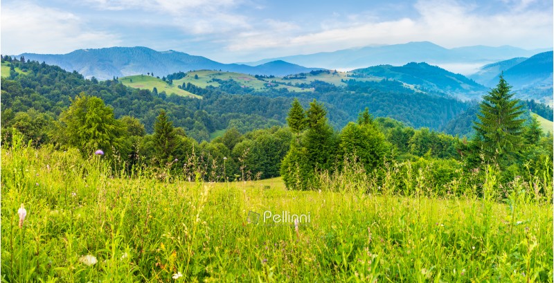 panorama of a beautiful grassy meadow in mountains at sunrise. spruce forest on a hillside. rolling hills fall down in to the foggy valley in the distance. wonderful summer landscape