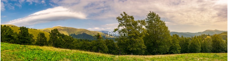 panorama of a beautiful summer landscape. ancient beech forest on the grassy meadow and mountain ridge in the distance under the gorgeous evening sky