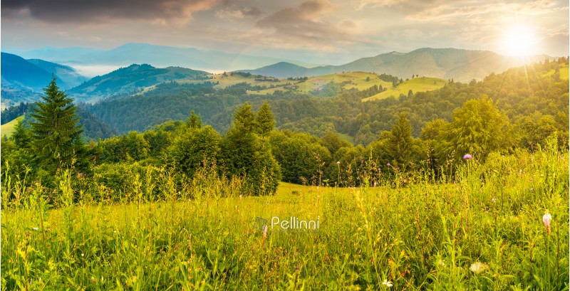 panorama of a beautiful grassy meadow in mountains at sunset in evening light. spruce forest on a hillside. rolling hills fall down in to the foggy valley in the distance. wonderful summer landscape