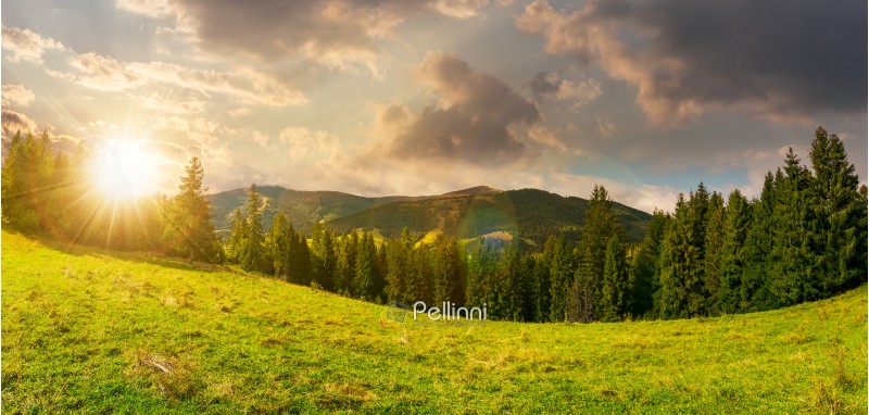 panorama of alpine forest glade at sunset. beautiful early autumn landscape in Carpathian mountains. joyful vacation in wilderness