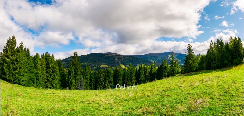 panorama of alpine meadow in forest on hill. beautiful early autumn landscape in Carpathian mountains. joyful vacation in wilderness