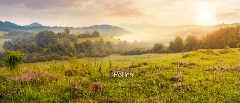 panorama of beautiful foggy sunset in mountains. purple thyme flowers on the grassy meadow. high mountain in the distance. wonderful landscape
