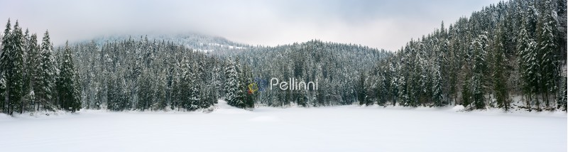 panorama of beautiful winter mountainous landscape. spruce forest around the frozen and snow covered lake. overcast and cold weather