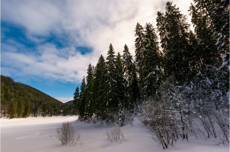 panorama of coniferous forest in winter. beautiful scenery of Synevyr National Park, Ukraine on a cloudy day
